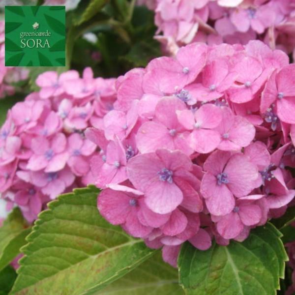 アジサイ ピンク 植木 盆栽の人気商品 通販 価格比較 価格 Com