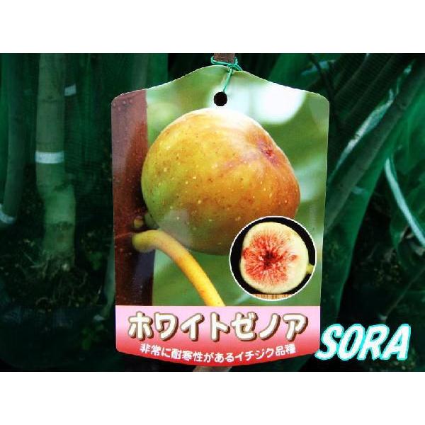 イチジク ホワイトゼノア 2年生 Sptb 092 Sora 通販 Yahoo ショッピング