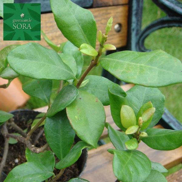 eCJJY 9`10.5cm|bg 6{@A c