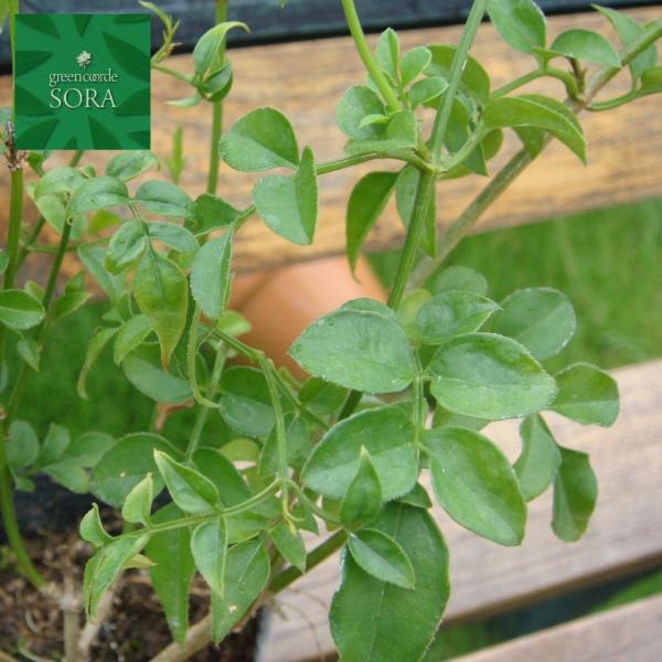 nSWX~ 9`10.5cm|bg 6{@A c