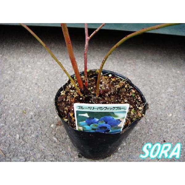 サザンハイブッシュ パシフィックブルー 2年生 植木 苗 : SORA - 通販