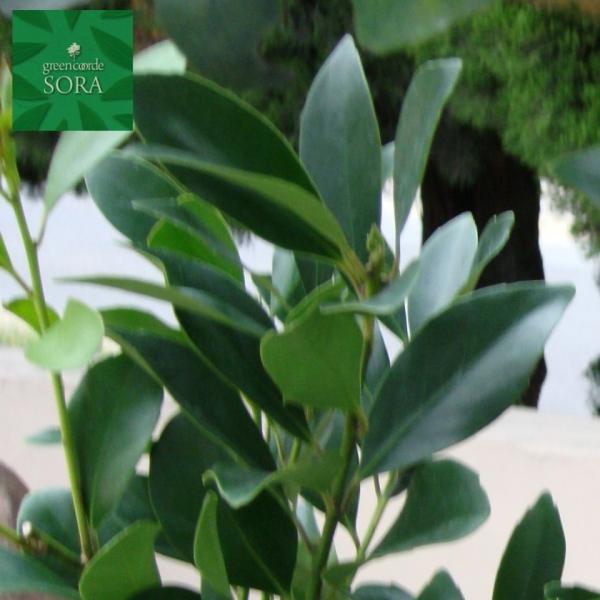 モチノキ 単木 樹高H:2000mm 植木 苗 : SORA - 通販 - Yahoo!ショッピング