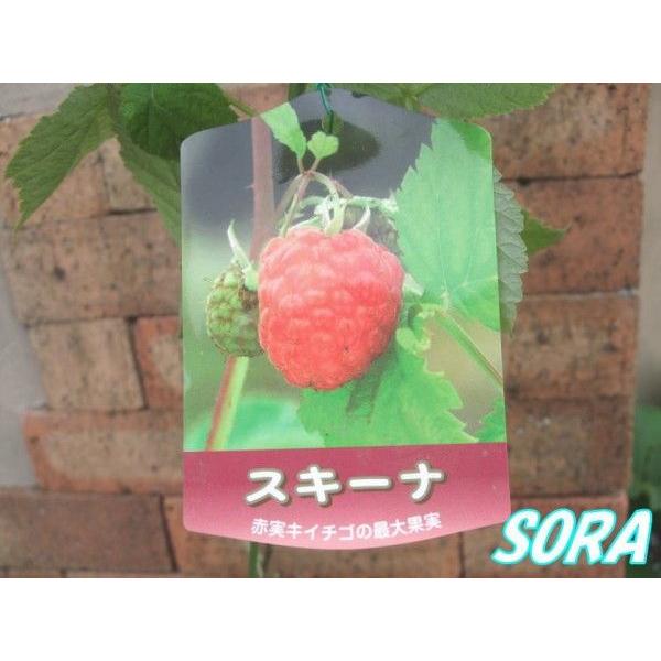70センチ スキーナラズベリー苗 ラズベリー スキーナ 2年生 植木 苗 : SORA - 通販 - Yahoo!ショッピング