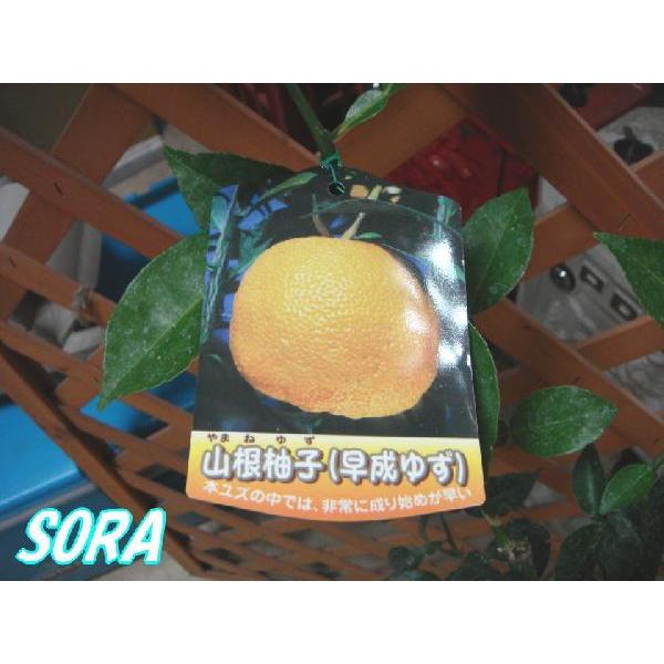 山根柚子 早成ゆず 2年生 植木 苗 Sptb 860 Sora 通販 Yahoo ショッピング