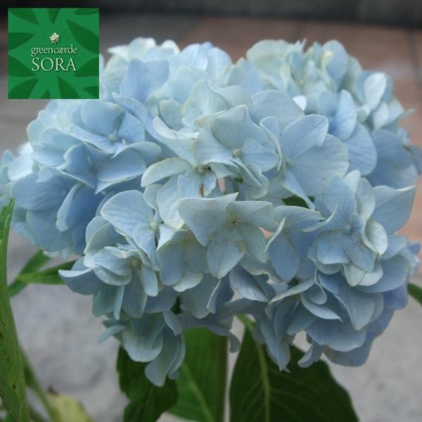 西洋紫陽花 ブルーサファイア 15cmポット 植木 苗 : SORA - 通販
