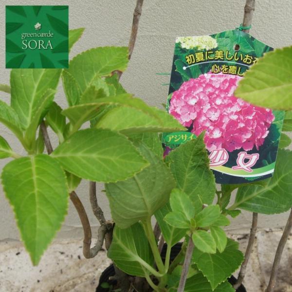 西洋紫陽花 美少女 15cmポット 植木 苗 Buyee Servicio De Proxy Japones Buyee Compra En Japon