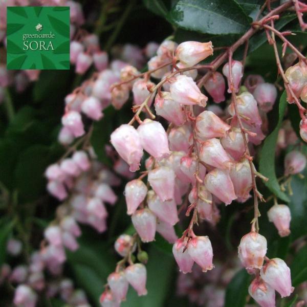 お盆特価！厳選アセビ。 アセビ | GreenScapeオンラインストア