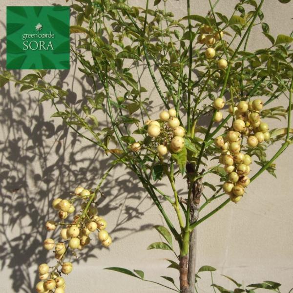 植木 盆栽 白南天の人気商品 通販 価格比較 価格 Com