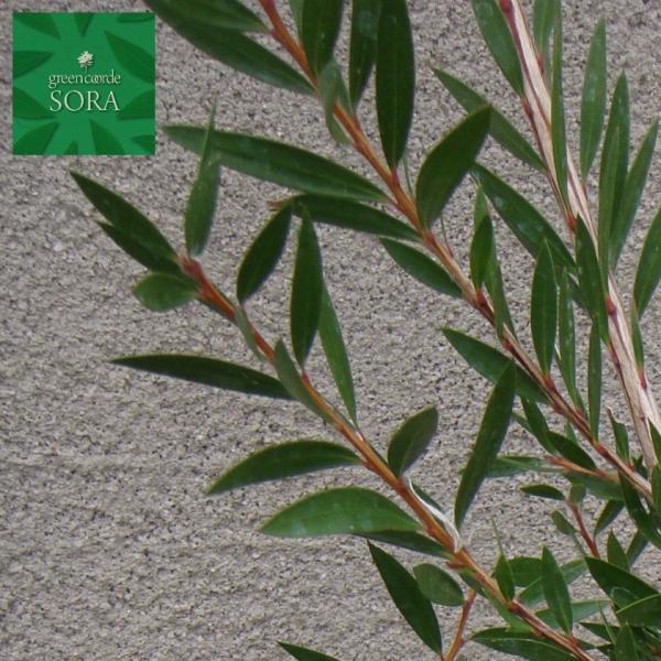 ブラシノキ 植木 苗 Ubrk 002 Sora 通販 Yahoo ショッピング
