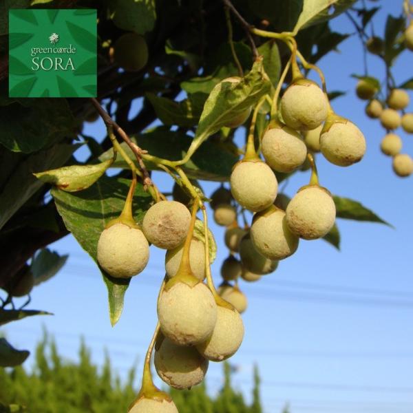 GS̖؁@@@@H:2500mm@A c