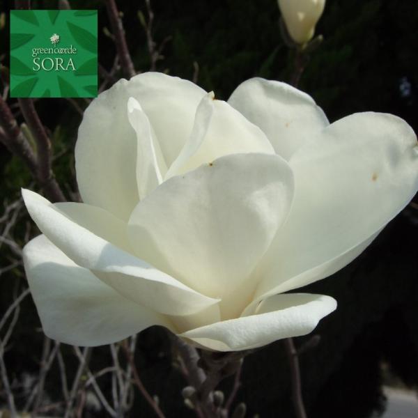 植木 盆栽 モクレンの人気商品 通販 価格比較 価格 Com