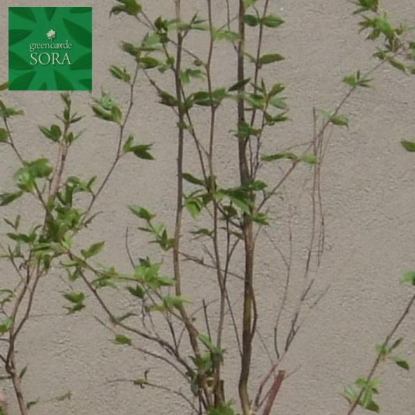 qV@P؁@@H:3000mm@A c