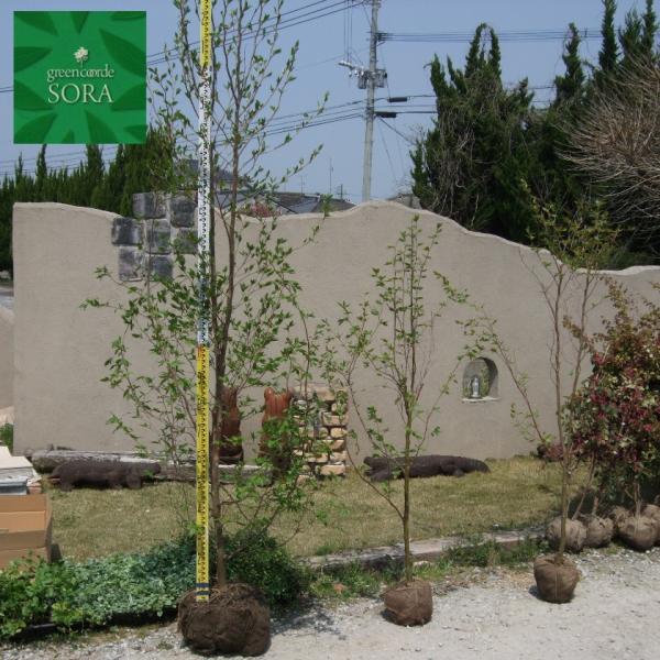 qV@P؁@@H:3000mm@A c