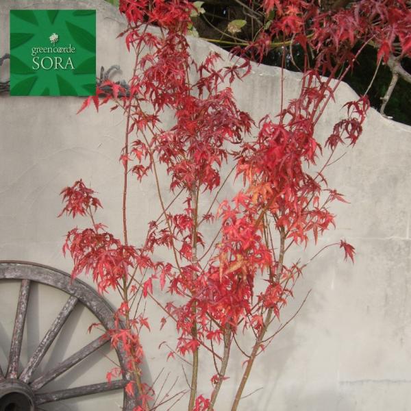 イロハモミジ 株立 植木」の人気商品一覧 | 安い商品を通販