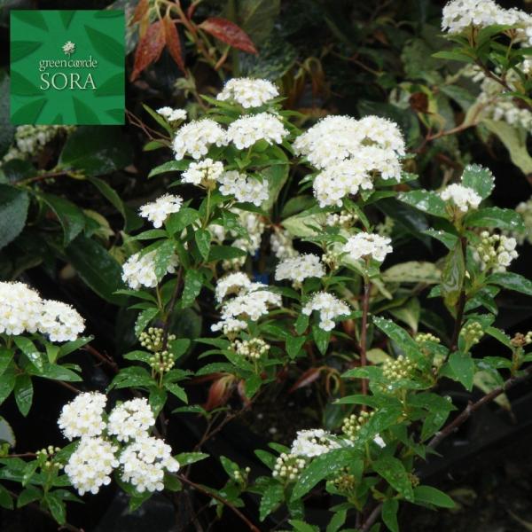 コデマリ 苗の人気商品 通販 価格比較 価格 Com