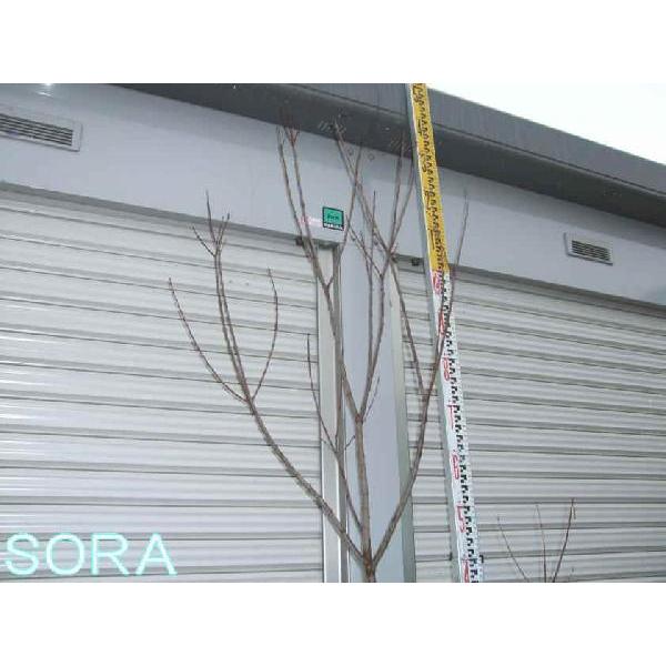 iLn[ P  H:2000mm@A c