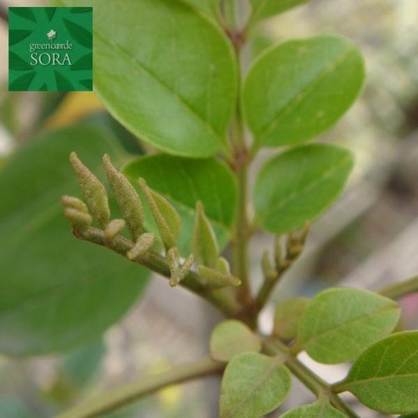 V}glR@@@H:3000mm@A c