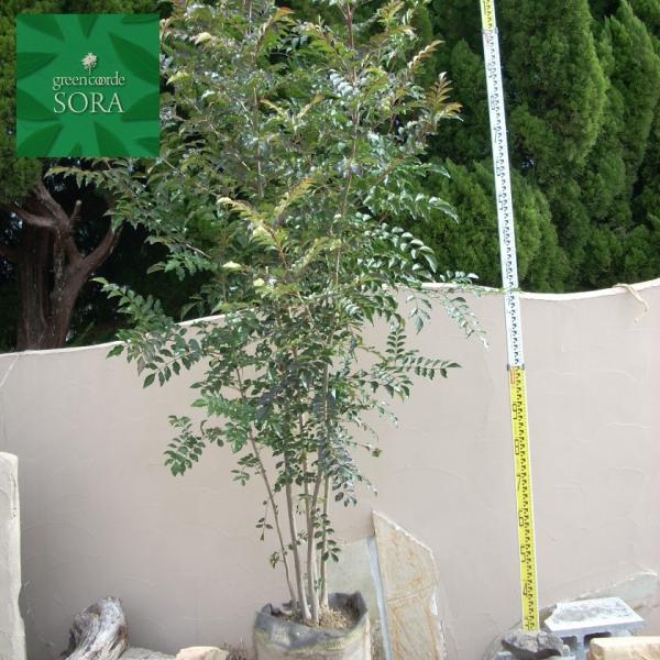 V}glR@@@H:2000mm@A c