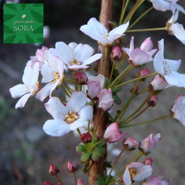 苗 ユキヤナギの人気商品 通販 価格比較 価格 Com