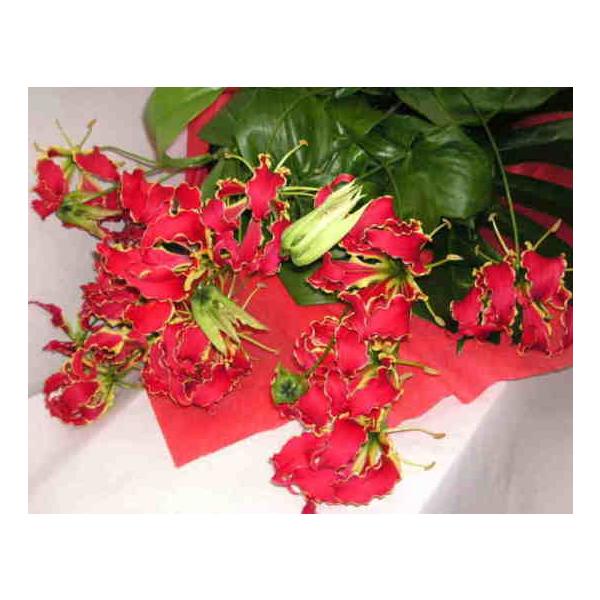 生花 グロリオサの人気商品 通販 価格比較 価格 Com