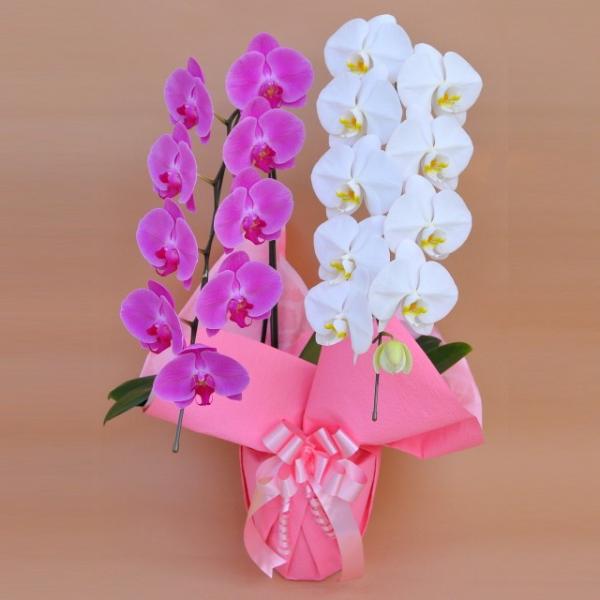 蘭② 2本 楽天市場】胡蝶蘭 2本立の通販