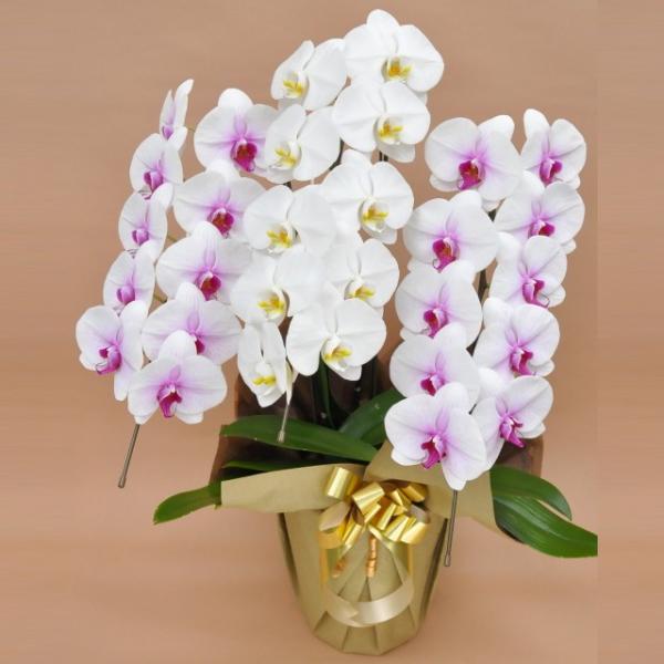 Ӓ j 3{ ~bNX F ԃbvF   Mtg Vc