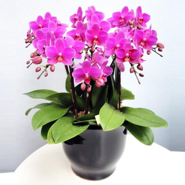 Ӓ j 7{ ZsNF ~fB 8 픫 Mtg