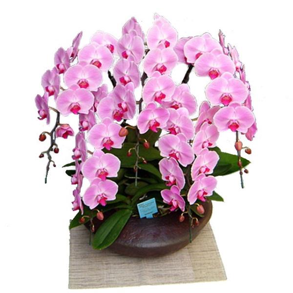 Ӓ j a ܂ǂ 5{ ֌n sNF Mtg Xcm