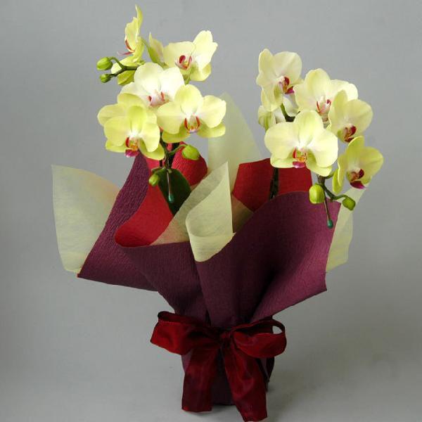 �Ӓ��� ���j�� 2�{���� ���F �C�G���[ �~�f�B �M�t�g �X�c�m����