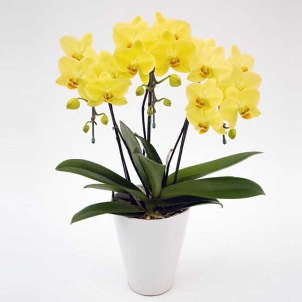 �Ӓ��� ���j�� �S�[���f�����C�t 3�{���� ���F �~�f�B ����֌n �X�c�m���� �M�t�g