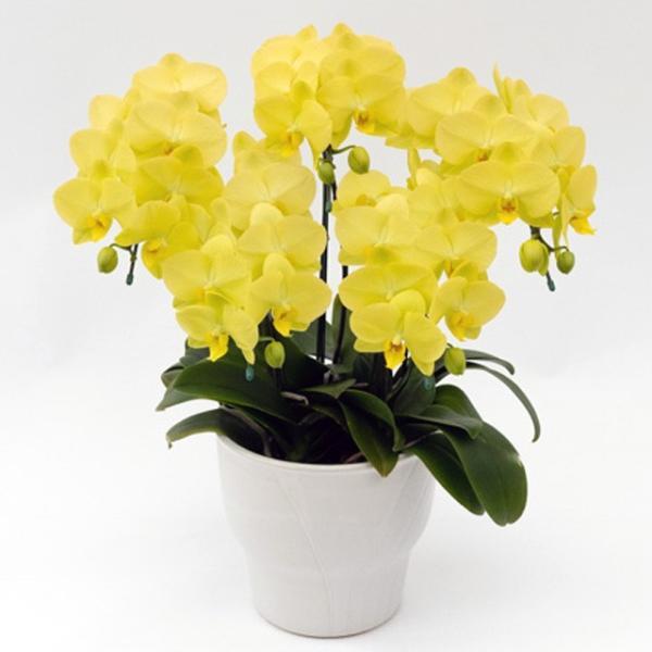 �Ӓ��� ���j�� �S�[���f�����C�t 5�{���� ���F �~�f�B ����֌n �X�c�m���� �M�t�g