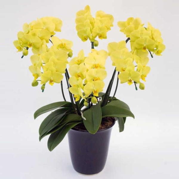 �Ӓ��� ���j�� �S�[���f�����C�t 6�{���� ���F �~�f�B ����֌n �X�c�m���� �M�t�g