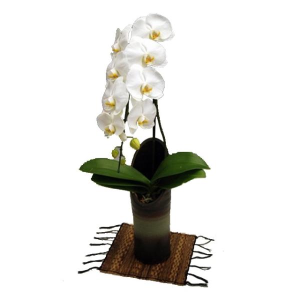 Ӓ j  1{ F a  Mtg Xcm