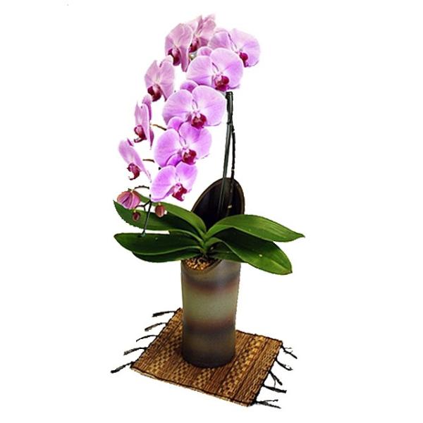 Ӓ j  1{ sNF a  Mtg Xcm