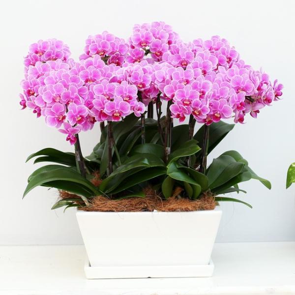 Ӓ j 12{ sNF p 9 ~fB Mtg