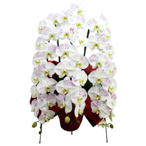 胡蝶蘭 化粧蘭 祝 文字入り 3本立ち 36輪前後 季節の絵柄 アジサイ 仕立て Buyee Servis Zakupok Tretim Licom Buyee Pokupajte Iz Yaponii