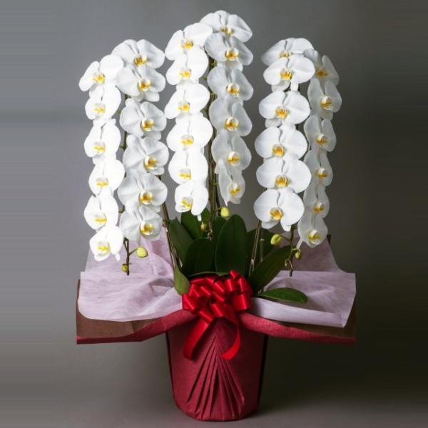 胡蝶蘭 当日配送 お祝い 3本立ち 白色 大輪 ギフト Buyee Buyee 提供一站式最全面最專業現地yahoo Japan拍賣代bid代拍代購服務 Bot Online