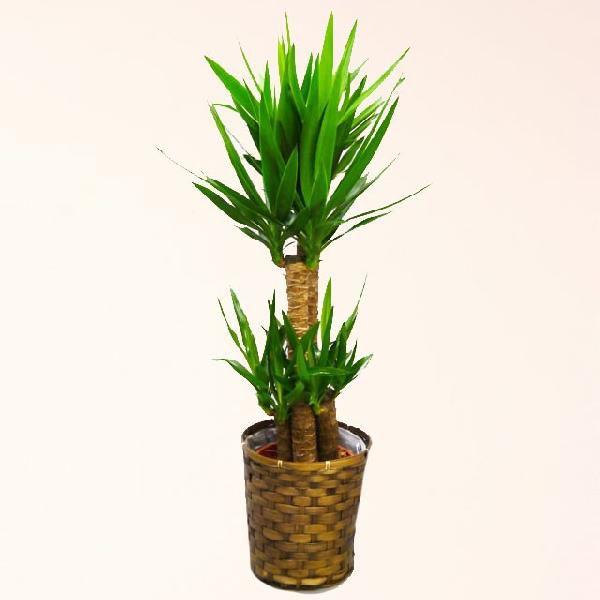 ユッカ」の人気商品一覧 | 安い商品を通販サイトから探す - 価格.com