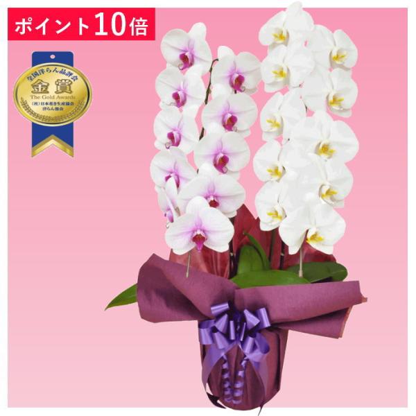 値下げ　胡蝶蘭　2つセット ポイント10倍】胡蝶蘭 2本立ち ミックス 赤リップ 白色 : フラワー