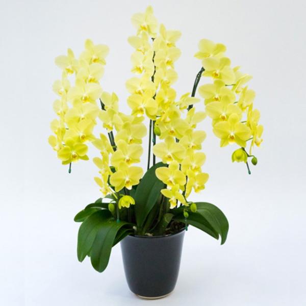 [Release date: August 27, 2024]■お届け日時ご注文日の2日後にお届け可能です。（例）月曜日のご注文で水曜日のお届けが可能です。北海道、九州、沖縄へのお届けは、ご注文の3日以降となります。■立札、メッセージカード...