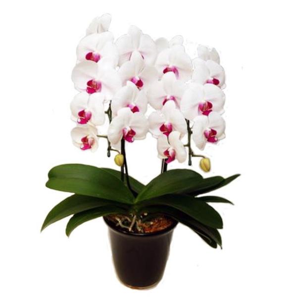 Ӓ j 2{ ԃbvF 18֑O  Mtg