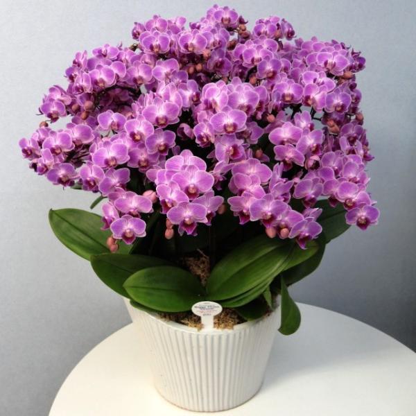 Ӓ j 15{ sNF ~fB 琢E 10픫 Mtg