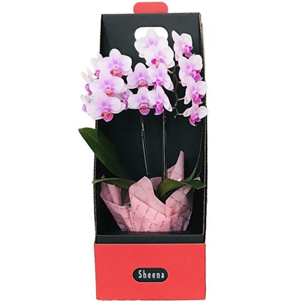 胡蝶蘭 2本立ち ピンク系 2WAYギフトボックス入り 3号鉢 ワインレッド