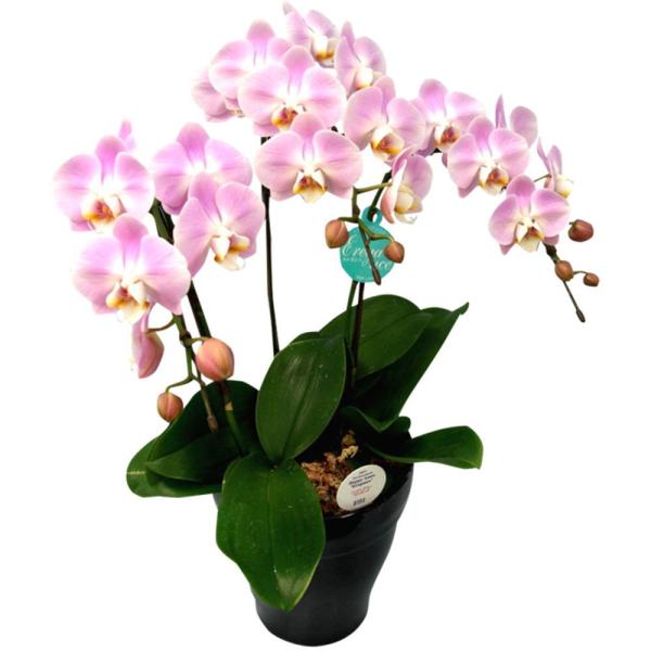 ７日入荷⭐️椎名洋蘭⭐️新品種シスコ３株　３本立ち① 胡蝶蘭 3本立ち ピンク系 6号鉢 椎名洋ラン園 : フラワー