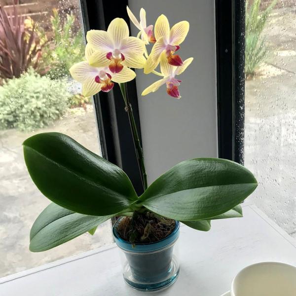 ■お届け日時弊店営業日の15時迄にご注文を頂きましたら、翌々日出荷致します。北海道、九州、沖縄地域へのお届けは、出荷してお届けする迄に2日以上掛かります。■立札、メッセージカード、ラッピングメッセージカードは無料。ラッピング、立札は対応して...