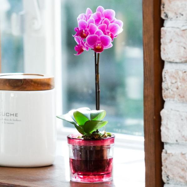 ■お届け日時弊店営業日の15時迄にご注文を頂きましたら、翌々日出荷致します。北海道、九州、沖縄地域へのお届けは、出荷してお届けする迄に2日以上掛かります。■立札、メッセージカード、ラッピングメッセージカードは無料。ラッピング、立札は対応して...