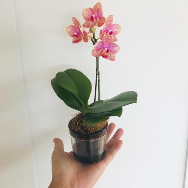 ■お届け日時弊店営業日の15時迄にご注文を頂きましたら、翌々日出荷致します。北海道、九州、沖縄地域へのお届けは、出荷してお届けする迄に2日以上掛かります。■立札、メッセージカード、ラッピングメッセージカードは無料。ラッピング、立札は対応して...