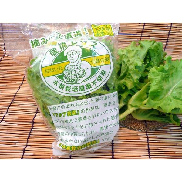 大分産バタピアレタス １袋 無農薬水耕栽培の葉レタス Buyee Buyee 提供一站式最全面最專業現地yahoo Japan拍賣代bid代拍代購服務