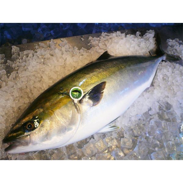 [Release date: January 8, 2026](2025-2026)今期の販売開始！2026/01/09着まで指定不可火曜日着指定不可。また、出荷日程の都合上対応不可の場合有。-----かぼすブリとは...大分県銘産のかぼす...