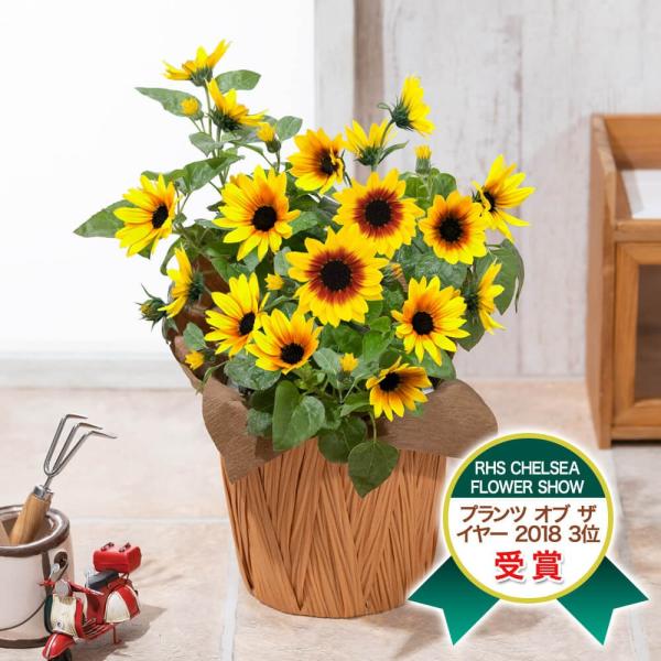 ひまわり サンビリーバブル ギフト 父の日 鉢植え プレゼント 19 Jpsauto Com Au